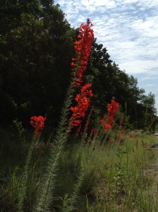 2013.06.16 Texas Plume