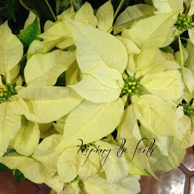2014.12.05 Poinsettia