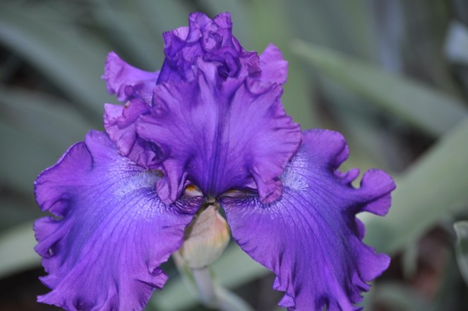 2016.04.18 Dusky Challenger